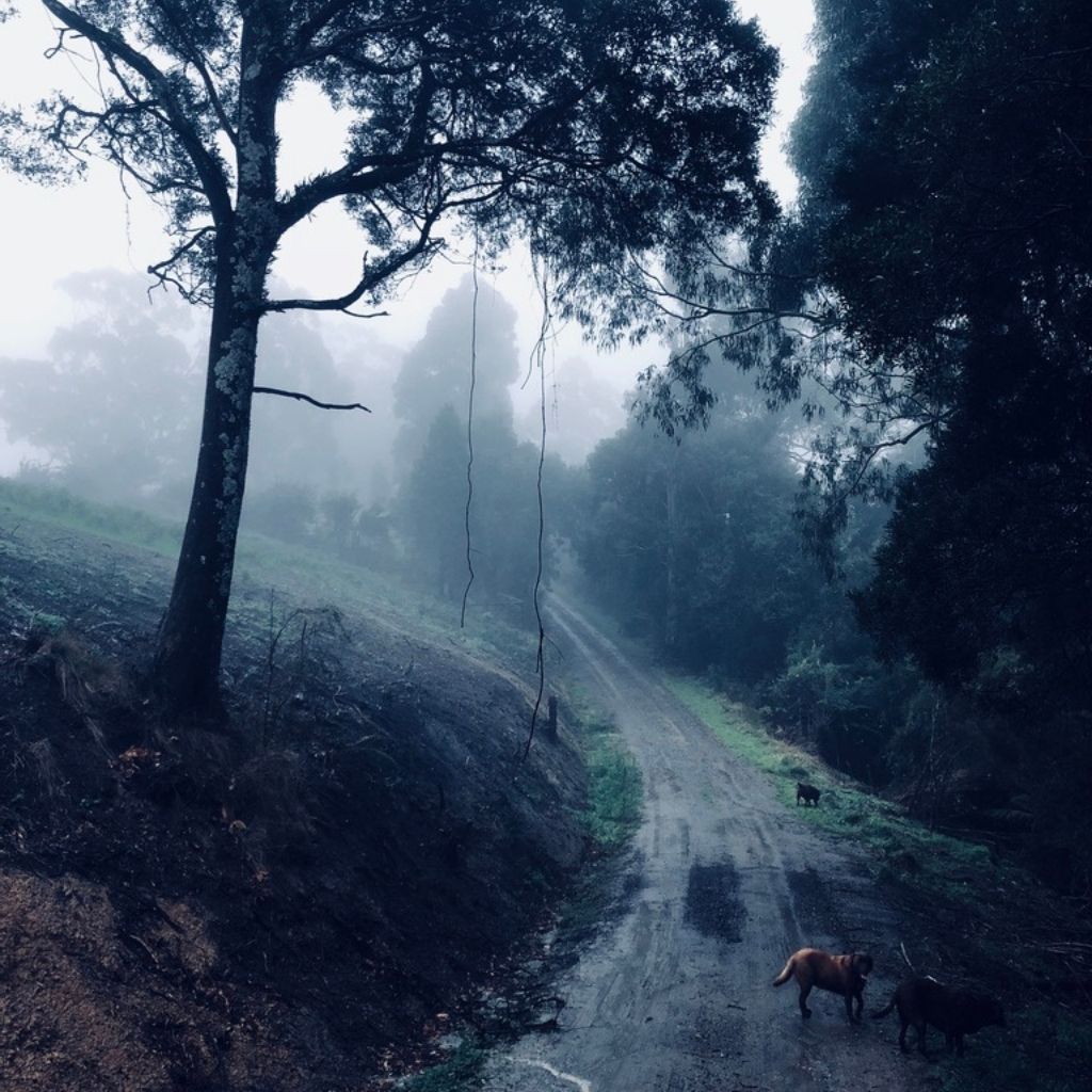 forest