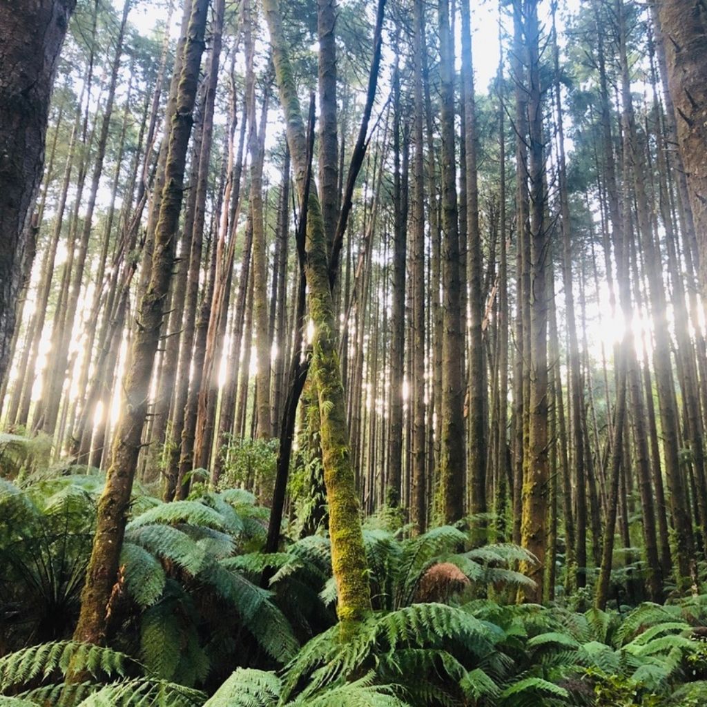 forest