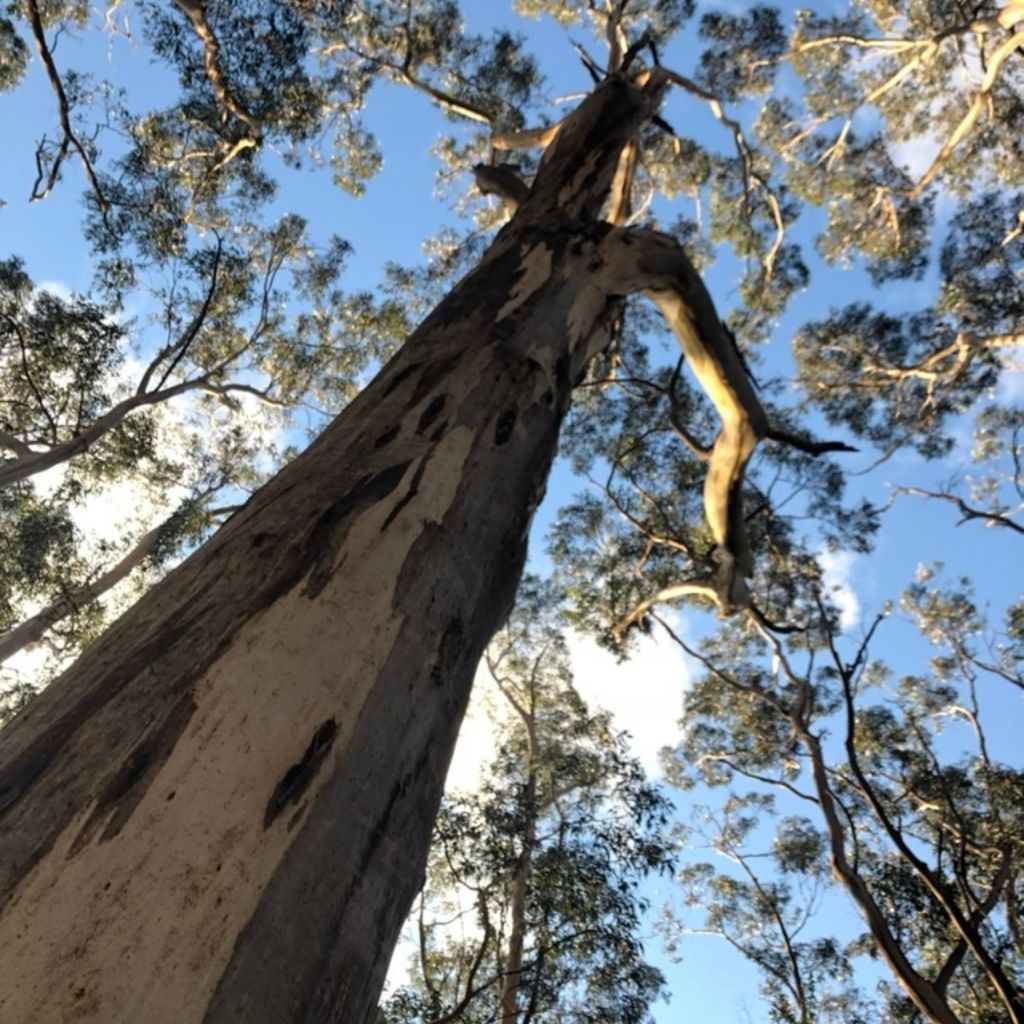 tree