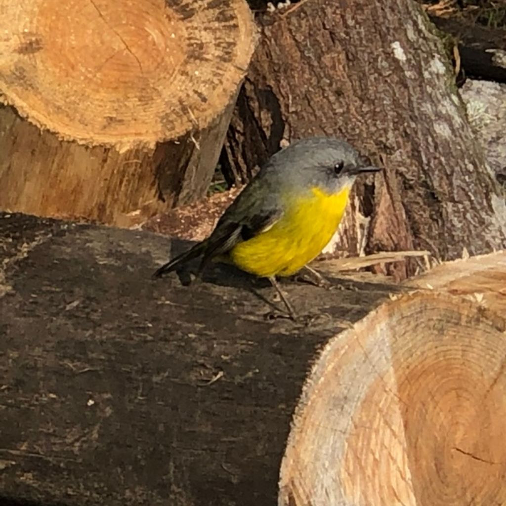bird